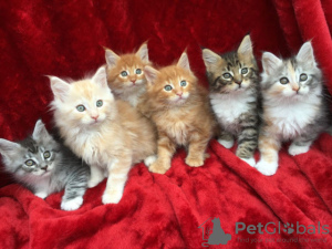 Photo №1. maine coon - for sale in the city of Prague | negotiated | Announcement № 89450