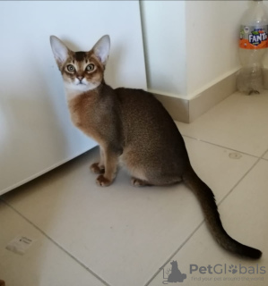 Additional photos: Very affectionate Abyssinian kitten, Abyssinian kittens