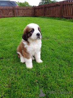 Photo №2 to announcement № 157802 for the sale of st. bernard - buy in Germany from the shelter, breeder
