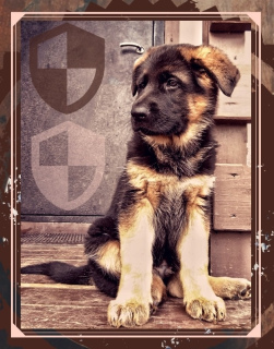 Photo №1. german shepherd - for sale in the city of Moscow | 800$ | Announcement № 3808