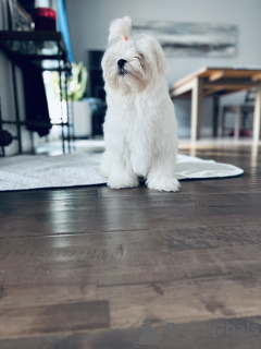 Photo №1. maltese dog - for sale in the city of Ванкувер | 2500$ | Announcement № 27150