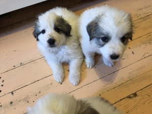 Photo №1. great pyrenees - for sale in the city of Chekhov | 251$ | Announcement № 1240