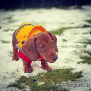 Photo №3. Standard Dachshund Males Puppies. New Zealand