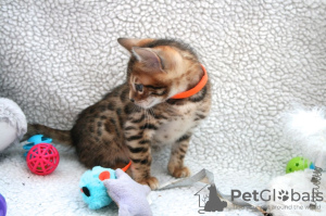 Photo №2 to announcement № 111567 for the sale of bengal cat - buy in Netherlands breeder