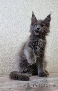 Photo №3. Purebred European Maine coon kittens. Australia