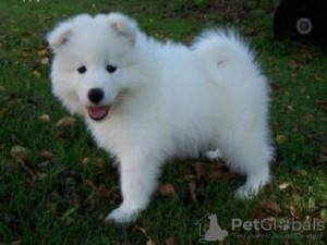 Photo №1. samoyed dog - for sale in the city of Vienna | negotiated | Announcement № 77601