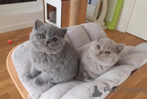 Photo №1. british shorthair - for sale in the city of Helsinki | 413$ | Announcement № 174428