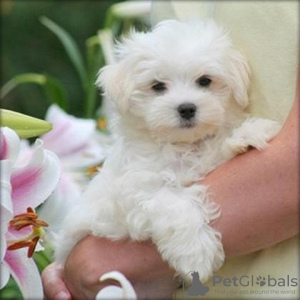 Photo №1. maltese dog - for sale in the city of Chicago | 450$ | Announcement № 115401