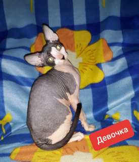Photo №1. sphynx-katze - for sale in the city of Kherson | 300$ | Announcement № 6477