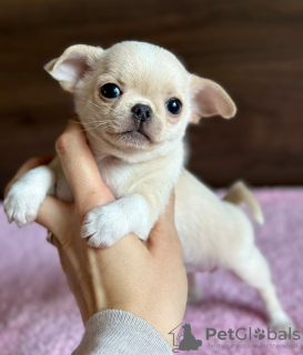 Photo №1. chihuahua - for sale in the city of Эспоо | negotiated | Announcement № 133894