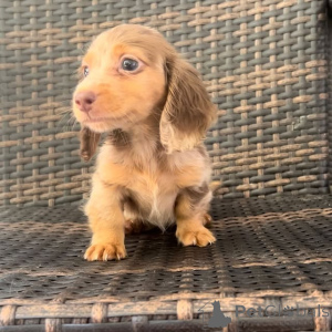 Photo №2. Goods for pets in United States. Price - negotiated. Announcement № 149296