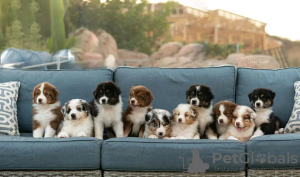 Photo №1. australian shepherd - for sale in the city of Linköping | 486$ | Announcement № 13393