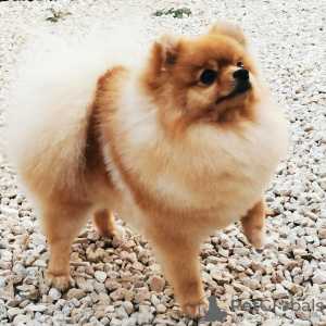 Photo №4. I will sell pomeranian in the city of Saratov. from nursery - price - 564$