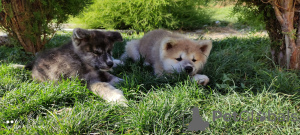 Photo №4. I will sell akita in the city of Almaty. private announcement, breeder - price - negotiated
