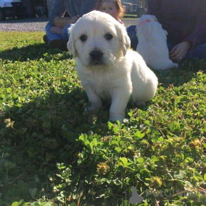 Photo №1. golden retriever - for sale in the city of Sydney | 500$ | Announcement № 55325