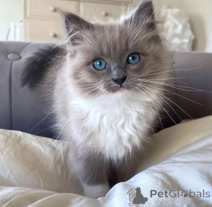 Photo №4. I will sell ragdoll in the city of Bari. breeder - price - negotiated