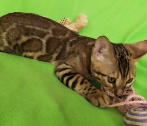 Photo №4. I will sell bengal cat in the city of Barnaul. from nursery, breeder - price - 325$