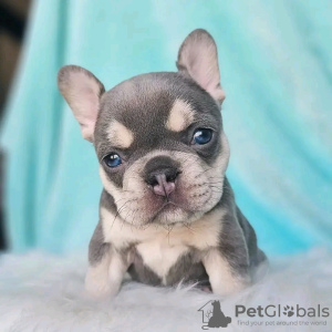 Photo №1. french bulldog - for sale in the city of Франкфурт-на-Майне | negotiated | Announcement № 129187