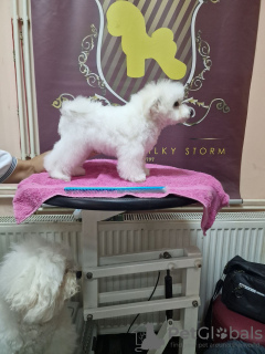 Photo №2 to announcement № 111838 for the sale of bichon frise - buy in Serbia 