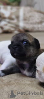Photo №1. chihuahua - for sale in the city of Lipetsk | 71$ | Announcement № 147270