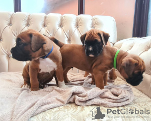 Photo №1. boxer - for sale in the city of Essen | 370$ | Announcement № 41584
