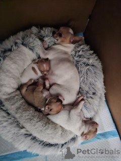 Photo №1. chihuahua - for sale in the city of Anderlecht | 386$ | Announcement № 131475