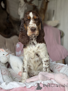Photo №1. english springer spaniel - for sale in the city of Częstochowa | 3765$ | Announcement № 145456