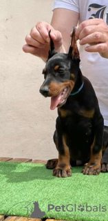 Photo №1. dobermann - for sale in the city of Москва | negotiated | Announcement № 20908