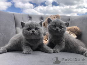 Photo №2 to announcement № 65907 for the sale of british shorthair - buy in Poland breeder