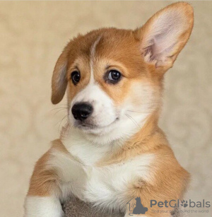 Photo №1. welsh corgi - for sale in the city of Novorossiysk | 828$ | Announcement № 30238