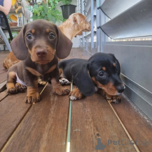 Photo №1.  - for sale in the city of Barrie | Is free | Announcement № 163559