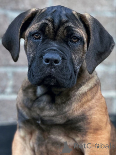 Photo №2 to announcement № 158763 for the sale of cane corso - buy in Germany breeder