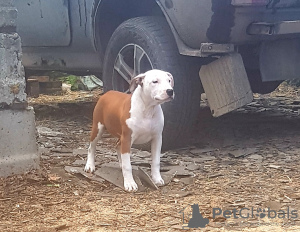 Photo №1. american staffordshire terrier - for sale in the city of Ivanovo | 370$ | Announcement № 19465