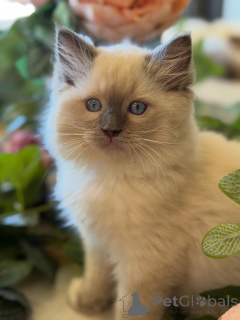 Photo №3. Bright, bold, and beautiful Ruby shines wherever she goes.. Netherlands