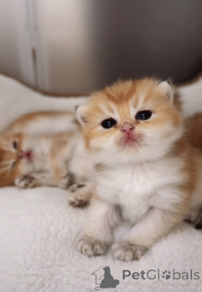 Photo №1. british shorthair - for sale in the city of Prague | 800$ | Announcement № 151264