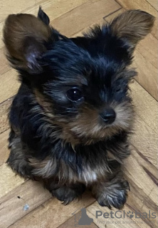 Photo №4. I will sell yorkshire terrier in the city of Kruševac. breeder - price - 475$