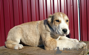 Photo №4. I will sell central asian shepherd dog in the city of Kiev. from nursery, breeder - price - 550$