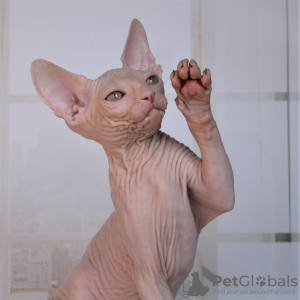 Photo №4. I will sell sphynx cat in the city of Simferopol. from nursery - price - 700$