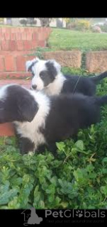 Photo №2 to announcement № 165709 for the sale of border collie - buy in United Kingdom private announcement, breeder