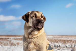 Photo №3. Turkish Kangal puppies. Belarus