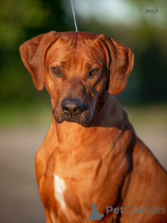 Photo №4. I will sell rhodesian ridgeback in the city of Riga. from nursery - price - 1412$