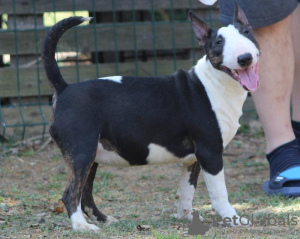 Additional photos: Miniature bull terrier puppies