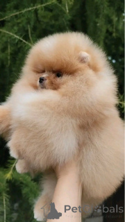 Photo №3. Beautiful Pomeranian Miniature Spitz Puppies. United Kingdom