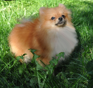 Photo №2 to announcement № 3046 for the sale of pomeranian - buy in Russian Federation breeder