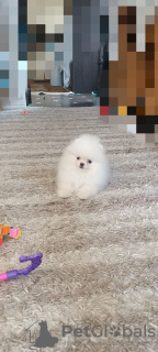 Photo №2 to announcement № 124454 for the sale of pomeranian - buy in Germany private announcement