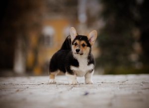 Photo №4. I will sell welsh corgi in the city of Slavutich. from nursery - price - 1397$