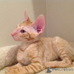 Photo №1. cornish rex - for sale in the city of Neumen | negotiated | Announcement № 173134