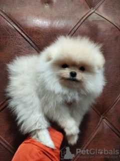 Photo №1. pomeranian - for sale in the city of Szczecin | 800$ | Announcement № 32921