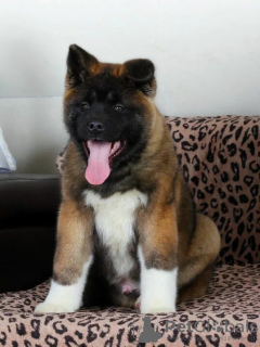 Photo №3. Akita puppies. Russian Federation