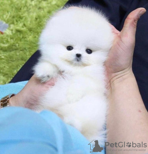 Photo №2 to announcement № 83570 for the sale of pomeranian - buy in United States private announcement